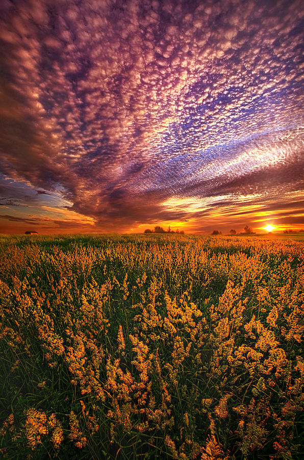 For Some A Way To Feel Photograph by Phil Koch