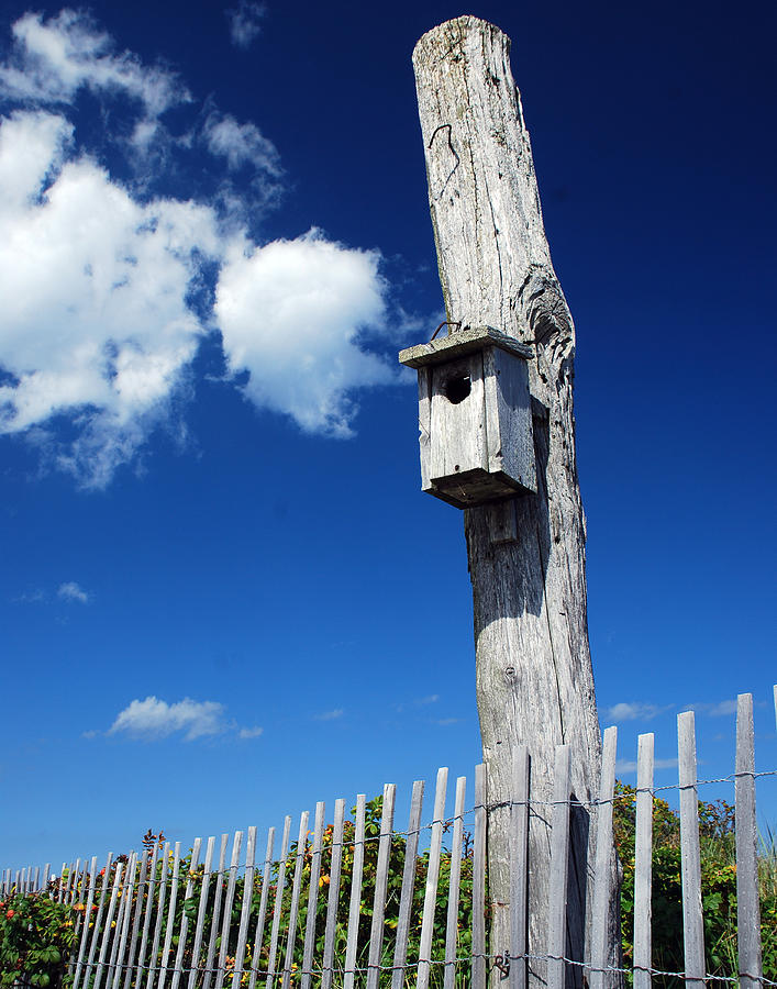 Beach Photograph - For the Birds by Mark Wiley Beach Photograph - For the Birds by Mark Wiley