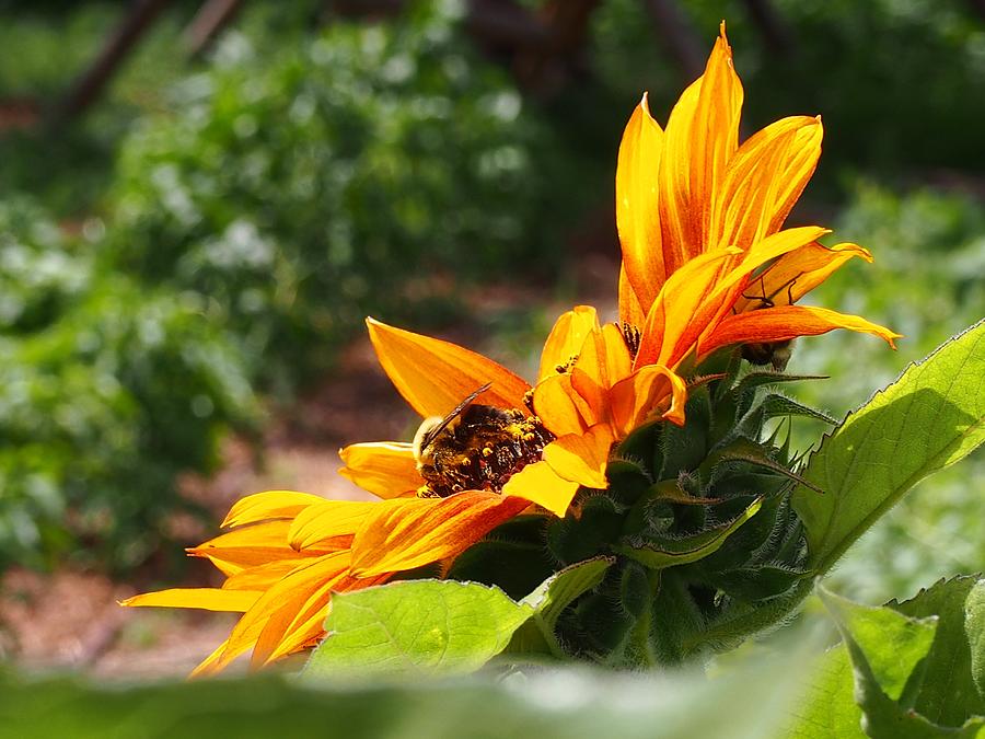 Bee Photograph - For The Honey Comb by Kayla Hall Bee Photograph - For The Honey Comb by Kayla Hall