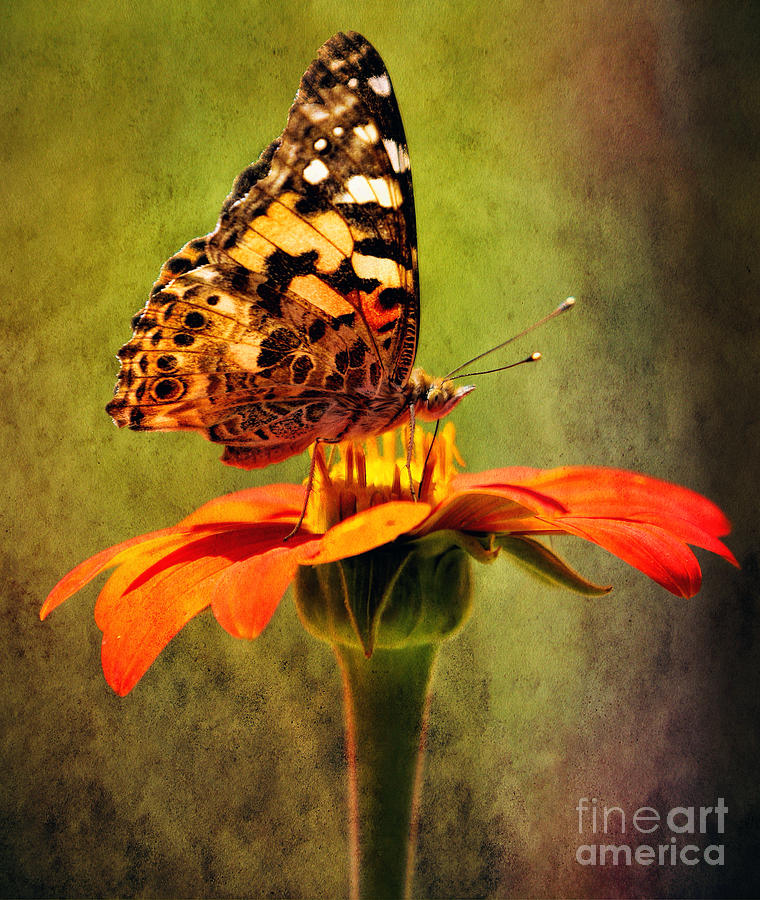 Summer Photograph - For the love of a Zinnia by Elizabeth Winter