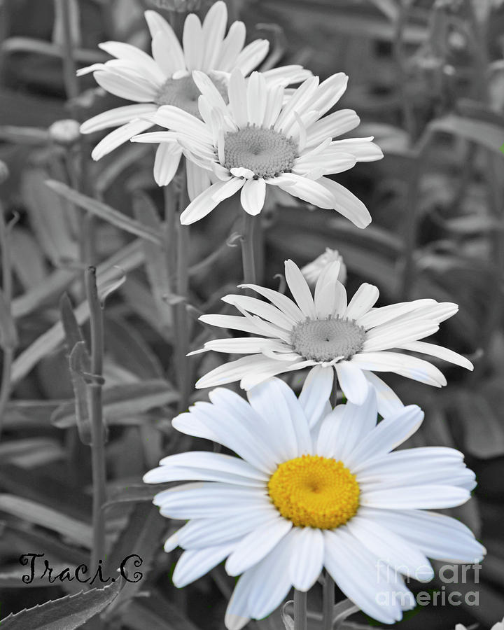 Daisy Photograph - For the Love of Daisy by Traci Cottingham