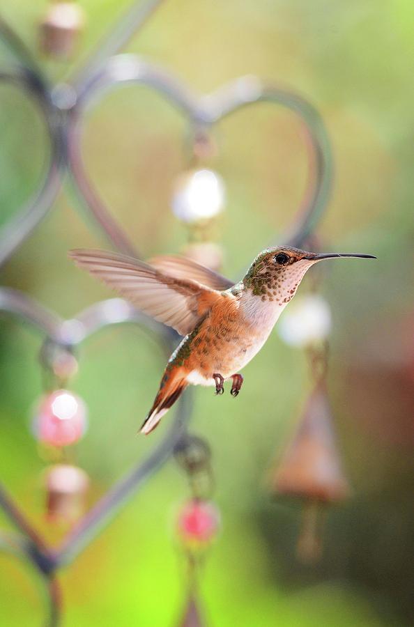 For the Love of Hummingbirds Photograph by Lynn Bauer