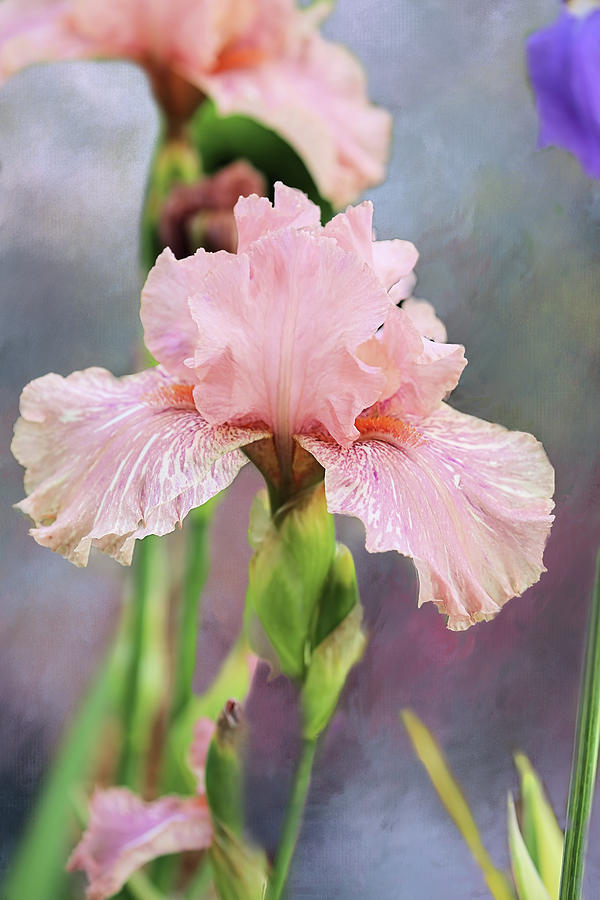 For The Love Of Iris Photograph by Theresa Campbell