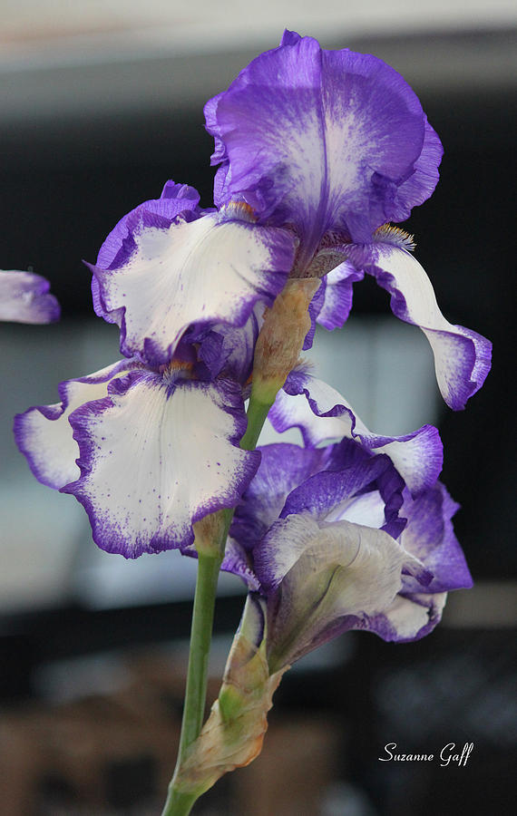 For the Love of Irises Photograph by Suzanne Gaff
