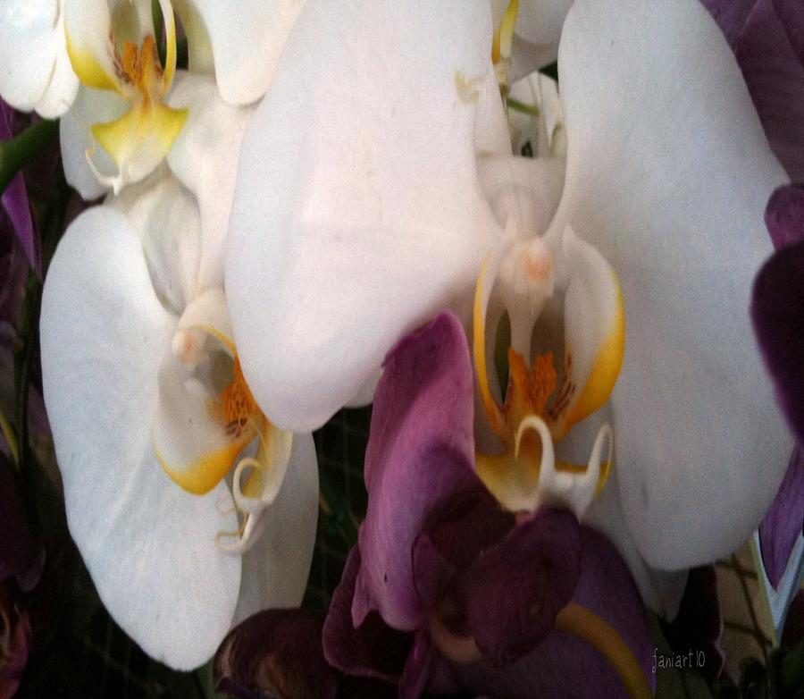 For the Love of Orchids Photograph by Fania Simon