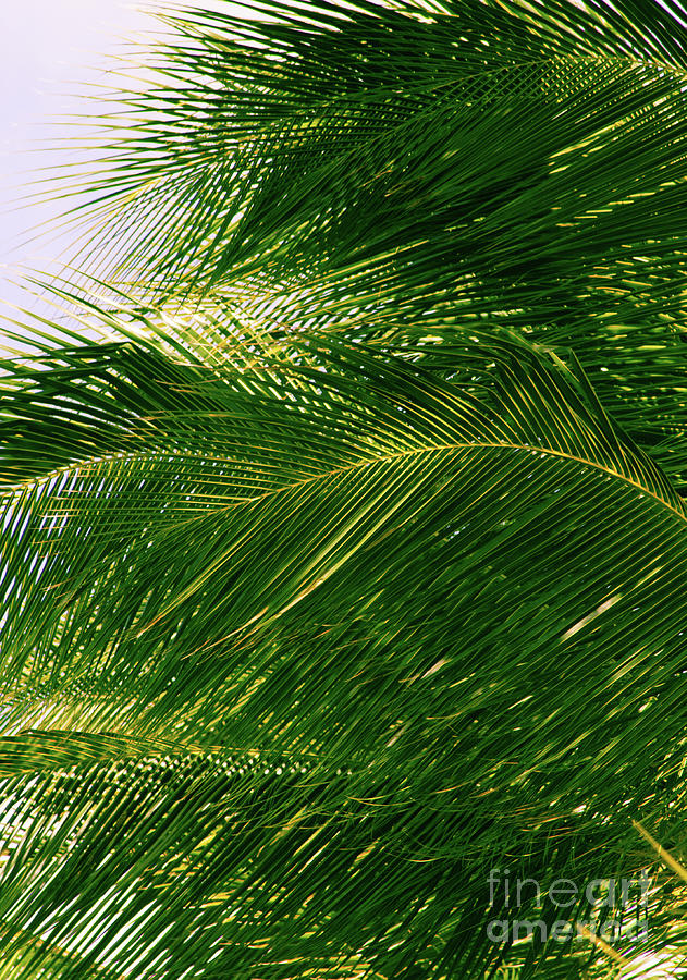 For The Love Of Palms Photograph by Roselynne Broussard