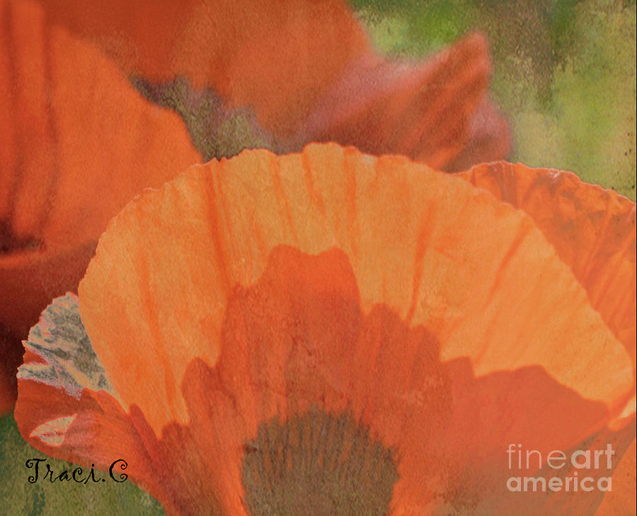 For the Love of Poppy Photograph by Traci Cottingham
