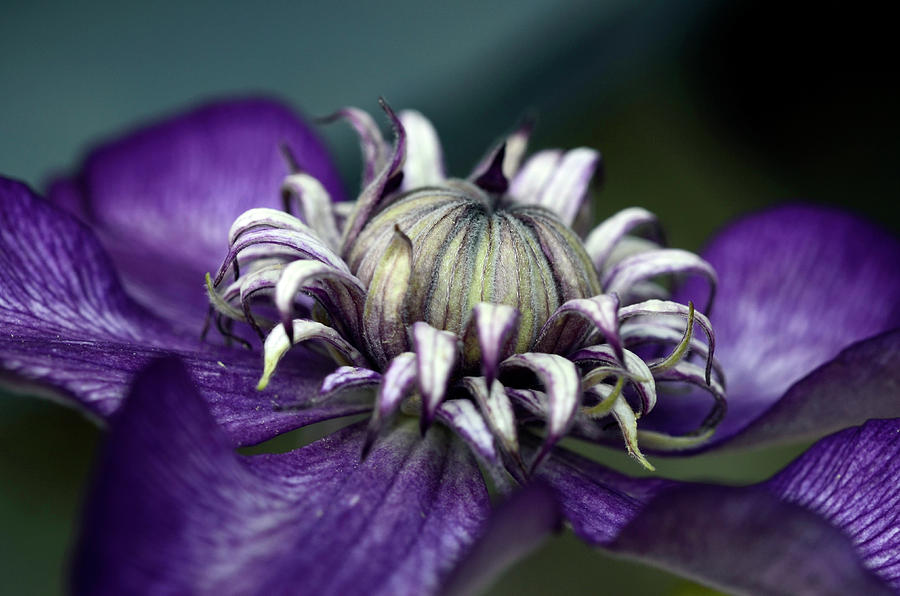For The Love of Purple Photograph by Ann Bridges