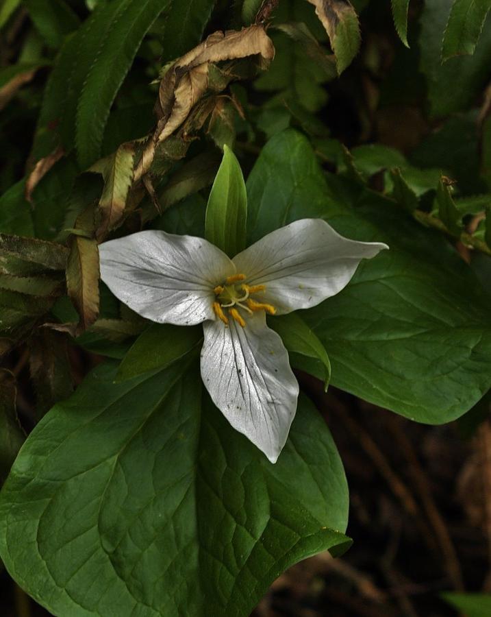 For the Love of the Trillium Photograph by Charles Lucas