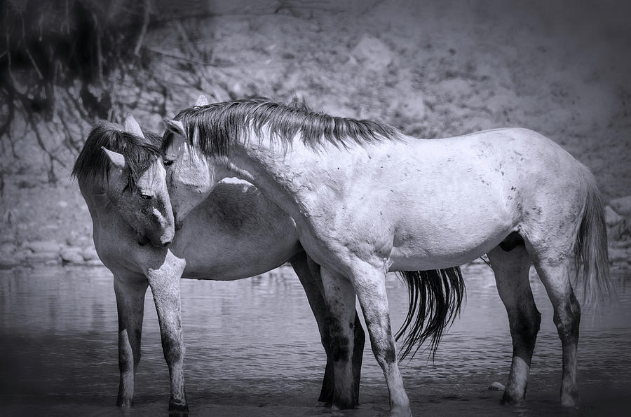 For the Love of Wild Horses  Photograph by Saija Lehtonen