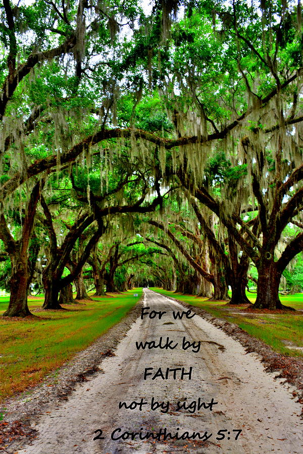 For We Walk By Faith Not By Sight 2 Corinthians 5 7 Majestic Oaks Pathway Photograph by Lisa Wooten