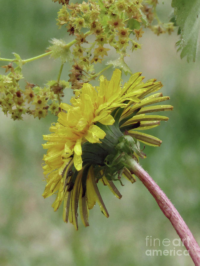 Dandelion Photograph - For You 4 by Kim Tran Dandelion Photograph - For You 4 by Kim Tran
