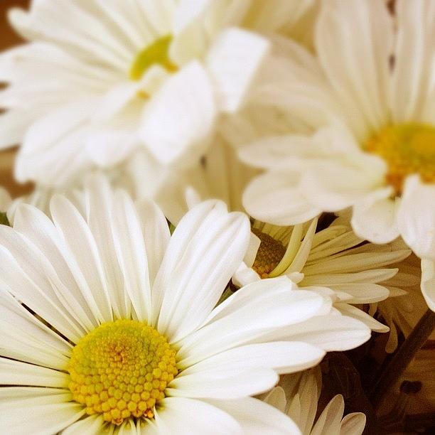 Flower Photograph - For You. #flowers #daisies by Invisible Cirkus