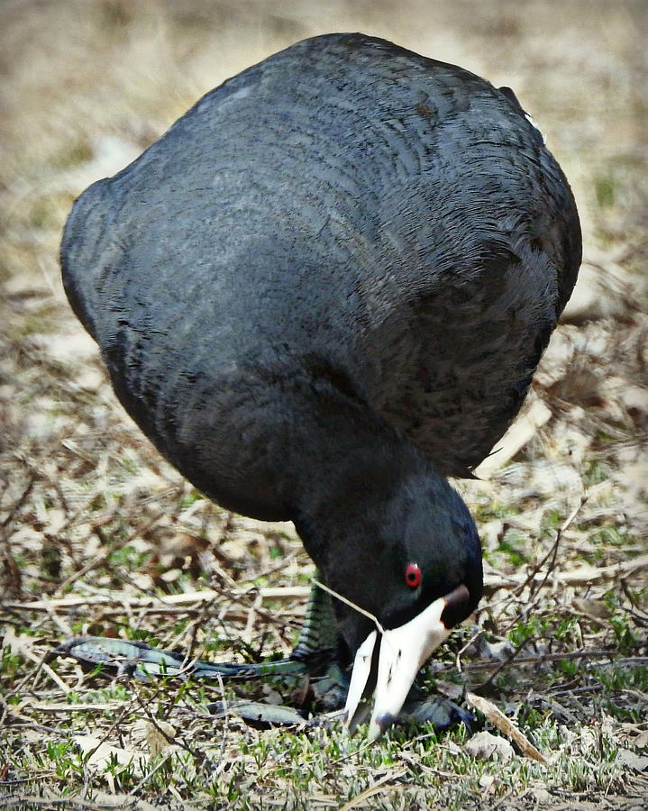 Foraging Coot Photograph by Kathy M Krause