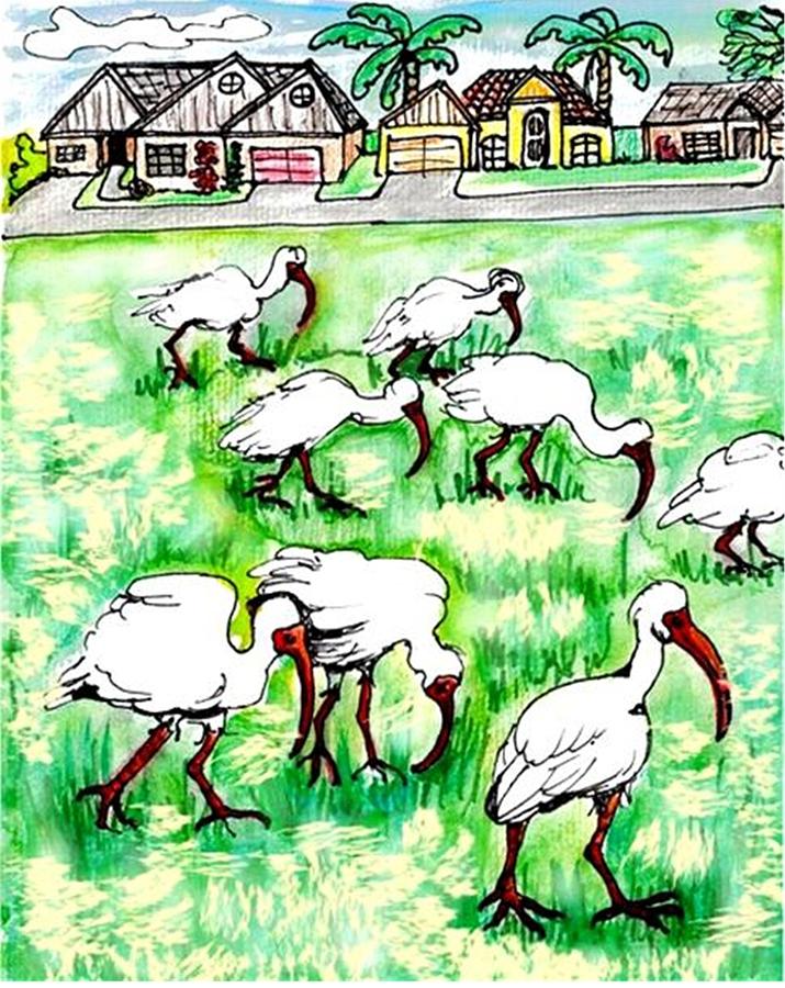 Foraging ibis Drawing by Carol Allen Anfinsen