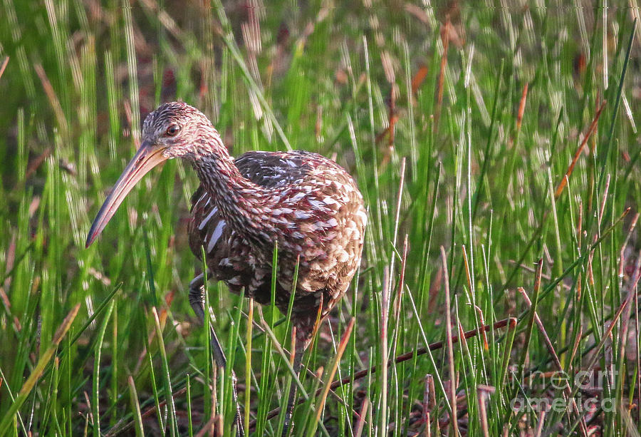 Foraging Limpkin Photograph by Tom Claud