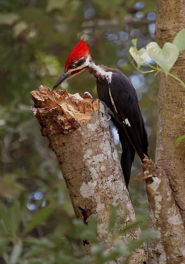 Foraging Pileated Woodpecker Digital Art by DigiArt Diaries by Vicky B Fuller