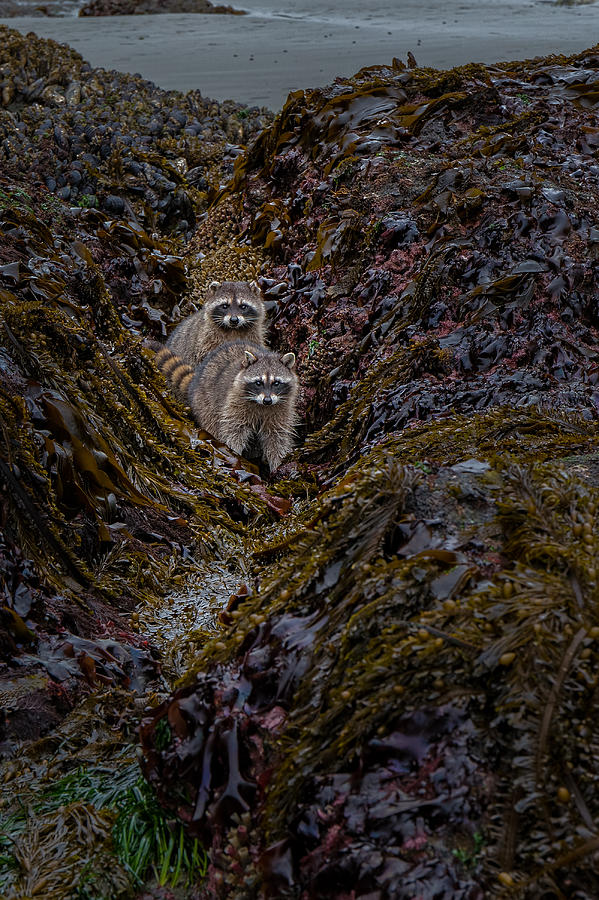 Raccoon Photograph - Foraging by Thomas Hall