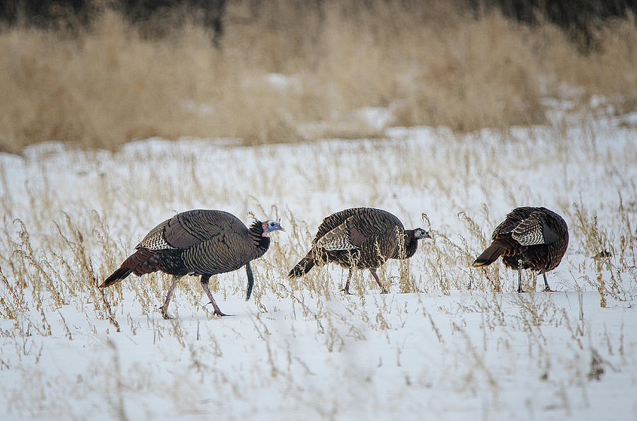 Foraging Turkeys Photograph by Susan McMenamin
