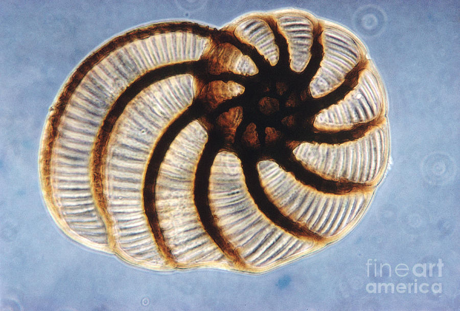Micrograph Photograph - Foraminifera by Eric V. Grave