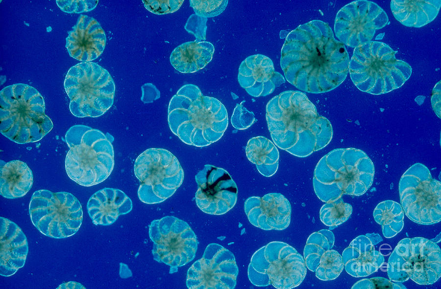 Animal Photograph - Foraminifera by M. I. Walker