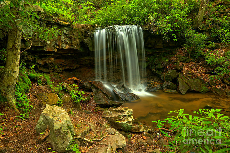 Forbes Forest Lush Falls Photograph by Adam Jewell