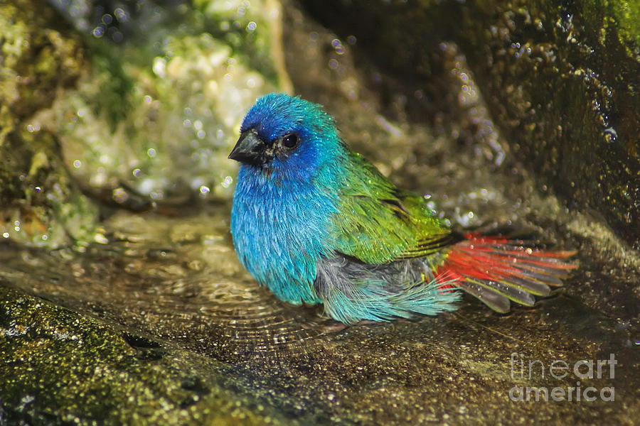 Forbes Parrot Finch Bath Photograph by Olga Hamilton