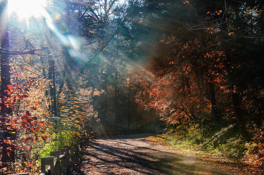 Forbidden Drive in Autumn - Philadelphia Photograph by Bill Cannon