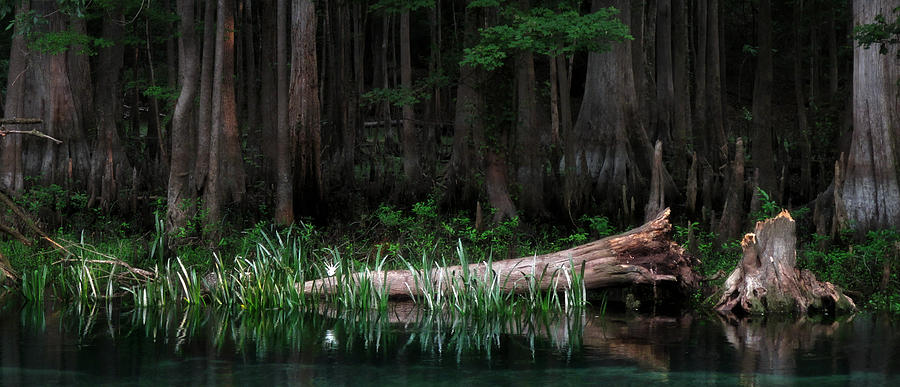 Swamp Photograph - Forbidden Swamp by Matt Tilghman Swamp Photograph - Forbidden Swamp by Matt Tilghman