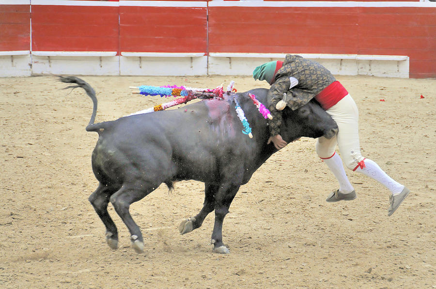 Forcado on a Bull Photograph by Clarence Alford | Fine Art America