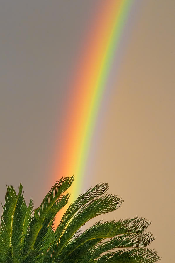 Forecast Clearing - Rainbow Over a Palm Tree Photograph by Mitch Spence