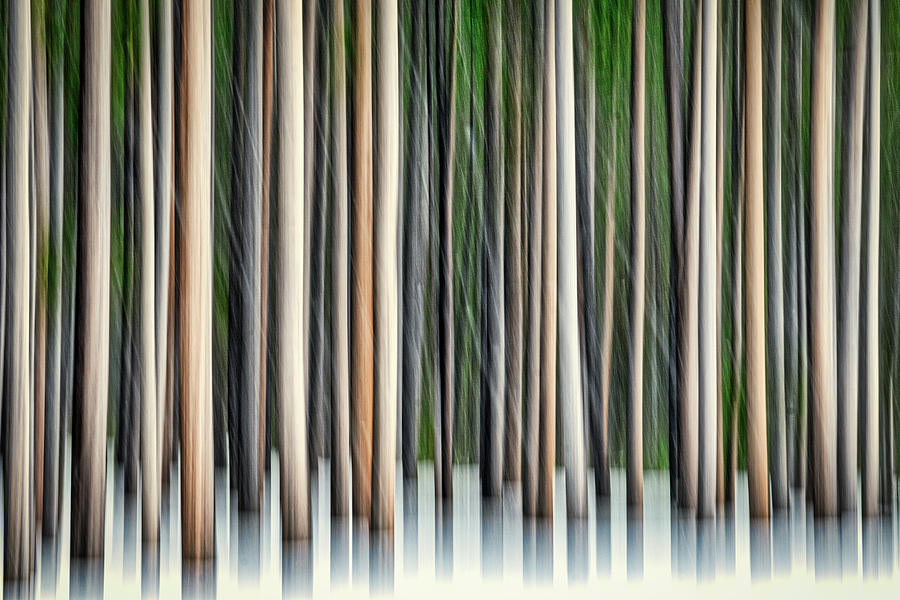 Forest Abstract #2 - Yellowstone Photograph by Stuart Litoff