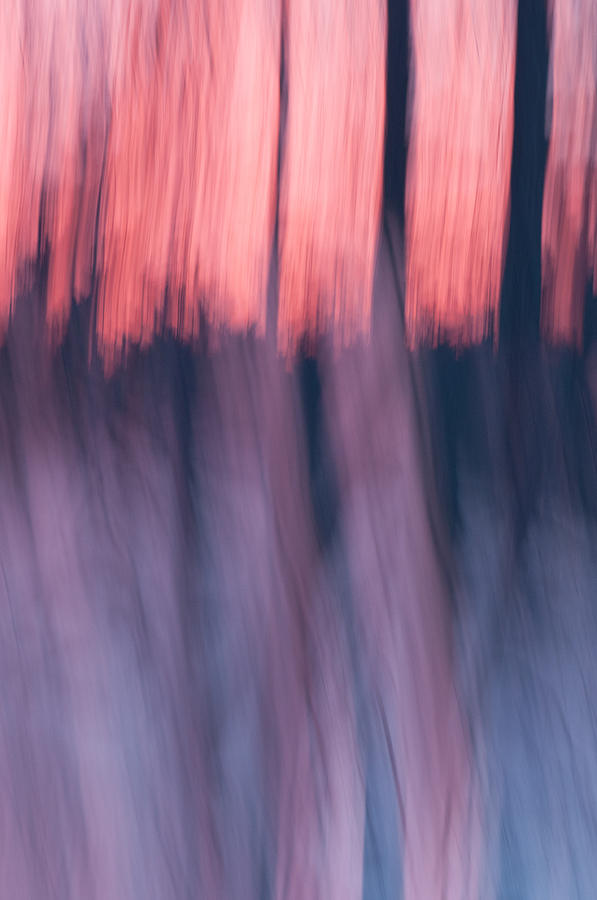 Forest abstract Photograph by Brian Green