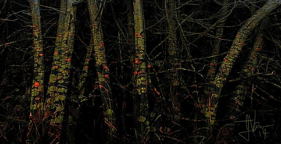 Forest Abstract Photograph by Jim Vance