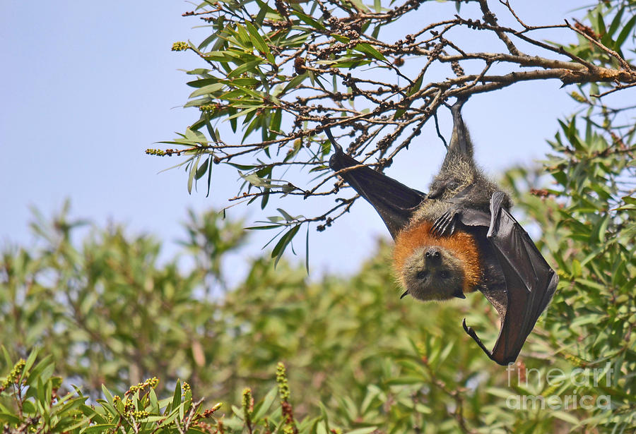 Forest Acrobat Photograph by Karen Black - Fine Art America