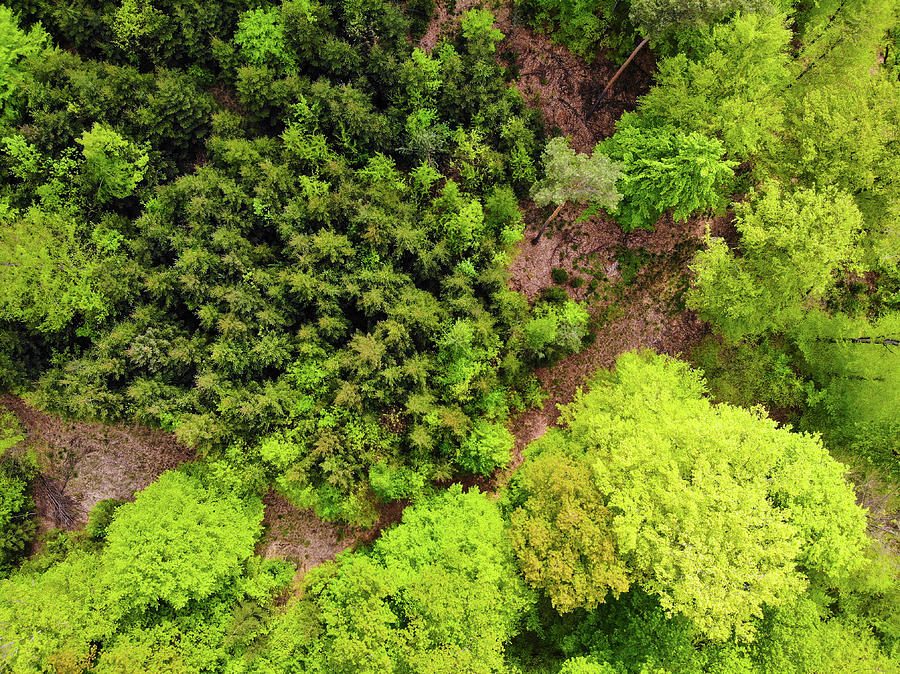 Forest aerial view shades of green Photograph by Matthias Hauser