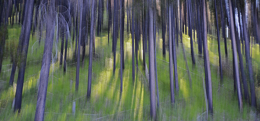 Forest at First Light-Abstract Photograph by Whispering Peaks Photography