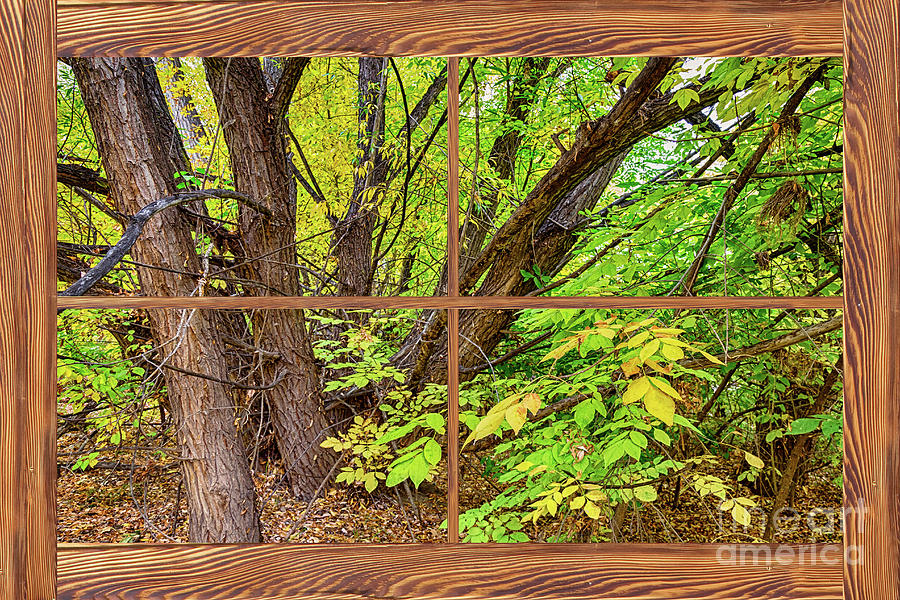Forest Barn Wood Picture Window Frame View Photograph