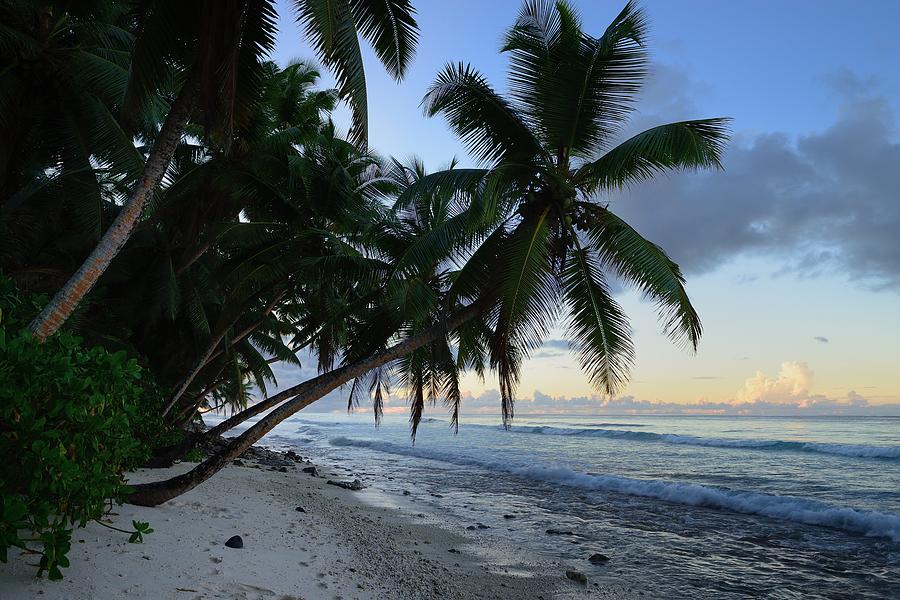 beach scenery forests