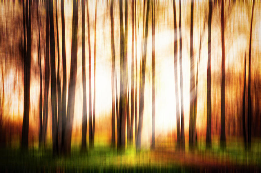 Forest Beauty Dreamscape Photograph by Debra and Dave Vanderlaan