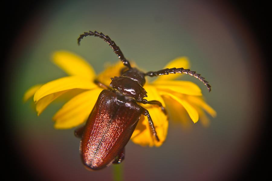 Forest Beetle Photograph By Douglas Barnett Fine Art America