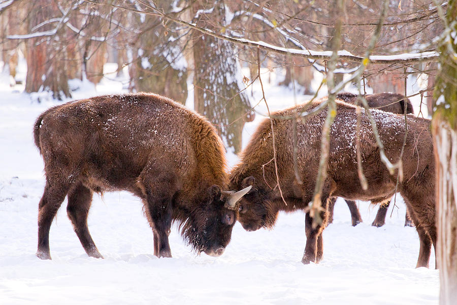 Forest bison fighrt Photograph by Igor Sokalski - Fine Art America