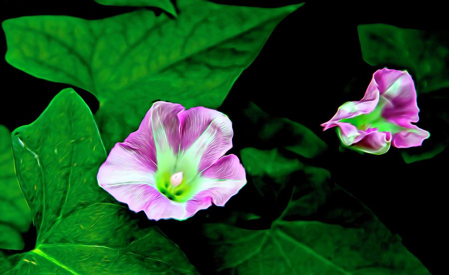 Forest Blooms Photograph by John Welling | Fine Art America