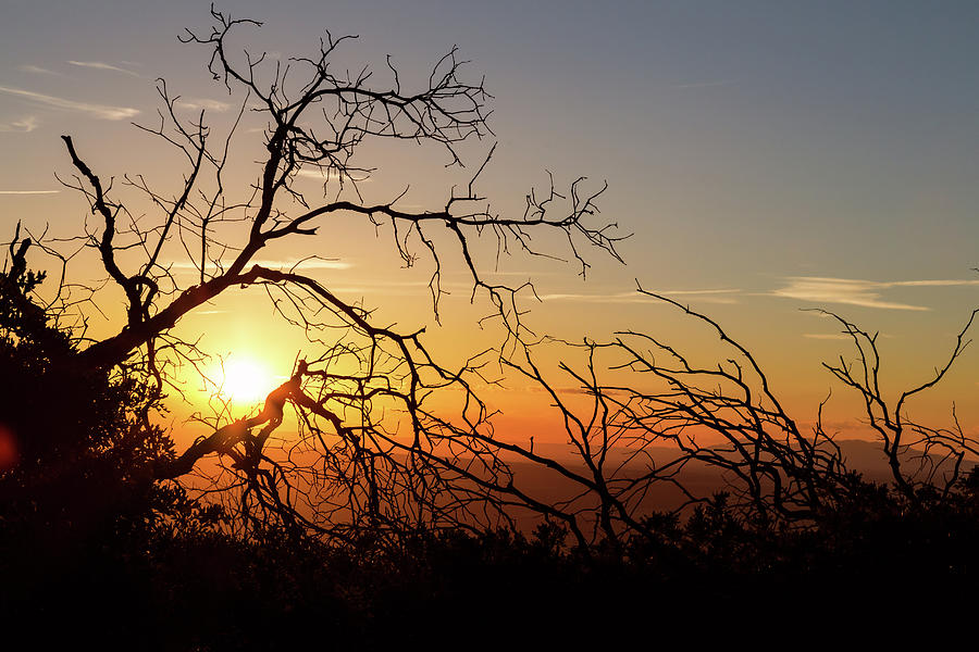 Tree Photograph - Forest Branches In The Sunset Light by James BO Insogna