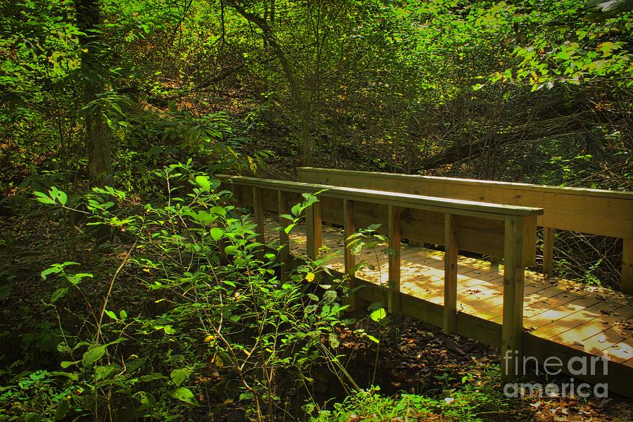 Forest Bridge Photograph by Ty Shults