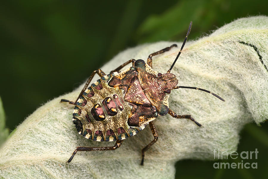 Forest Bug Nymph Photograph by Matthias Lenke