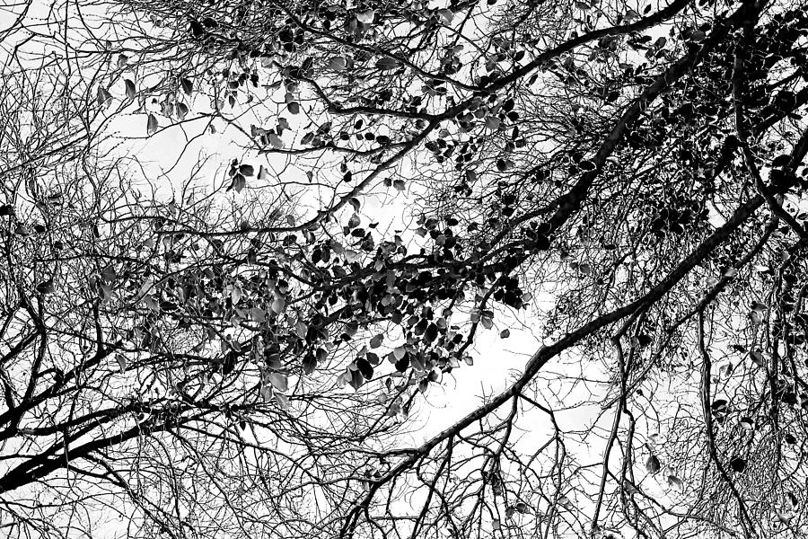 Forest Canopy BW Photograph by Az Jackson