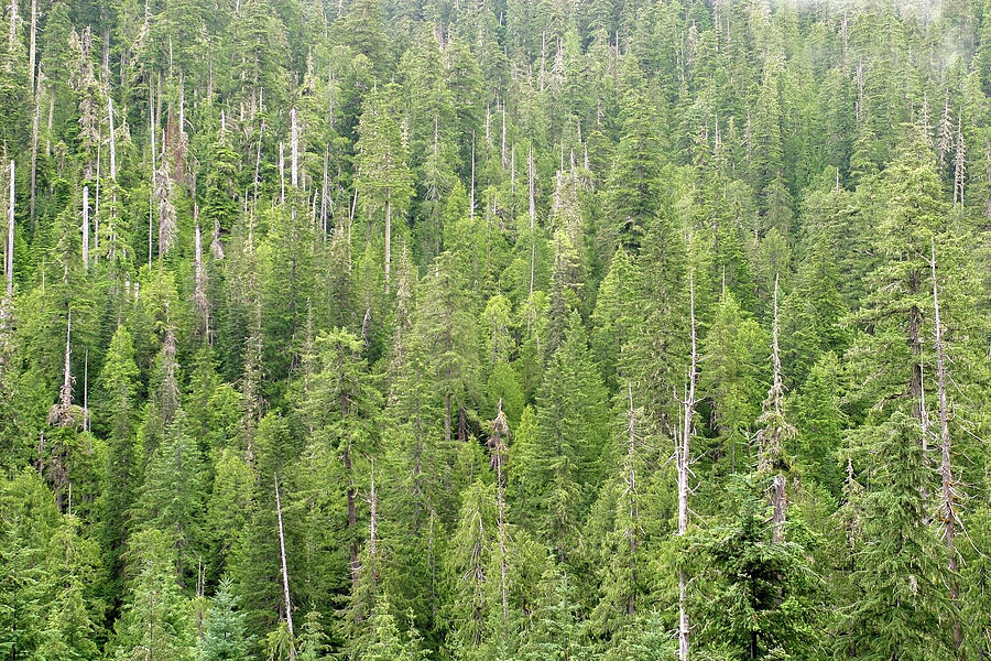 Old-growth Forest, The Hj Andrews Experimental Forest And Long-term ...