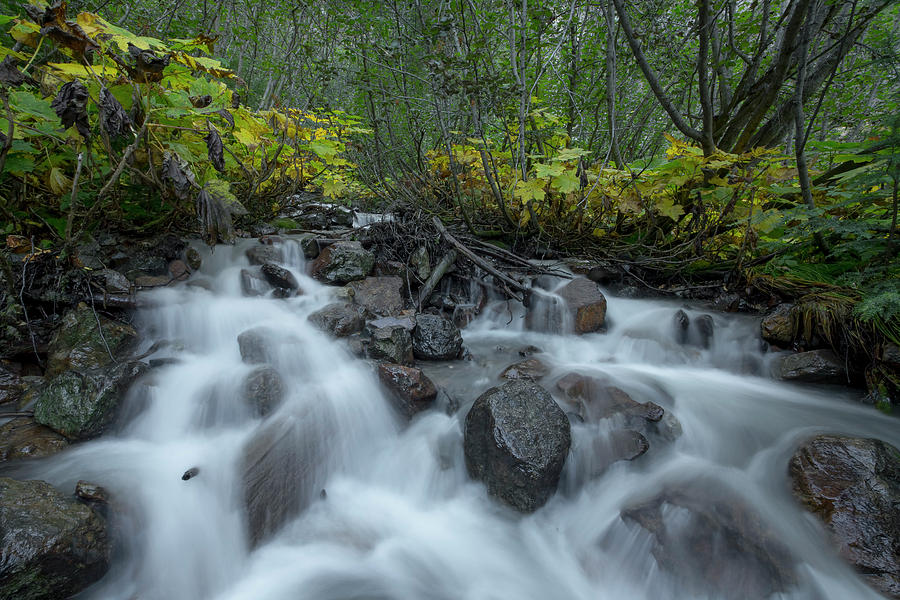 Forest Cascades Photograph by Ryan Heffron