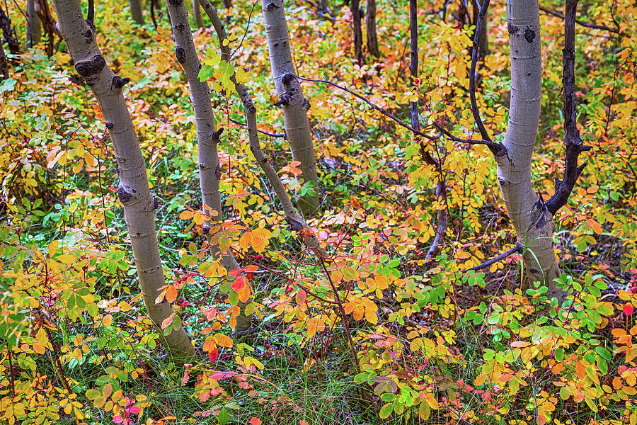 Forest Colors Photograph by James BO Insogna